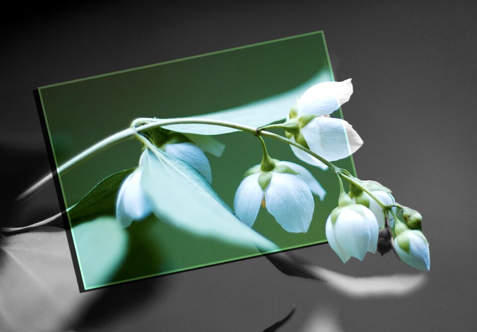 Color to black and white from frame Free illustrations