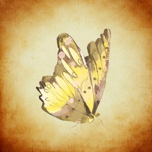 Flying wing Free illustrations