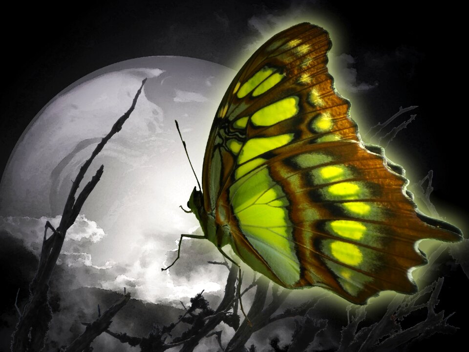 Lights up longing Free illustrations