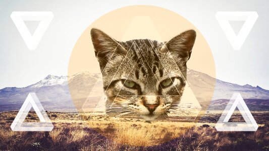Cat screen Free illustrations