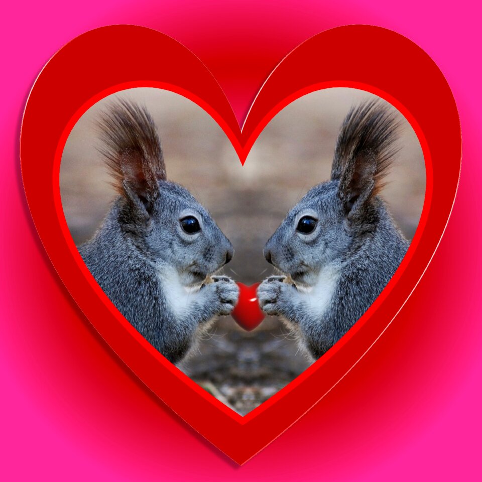 Funny squirrel couple