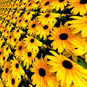 Rudbeckia nature Free illustrations