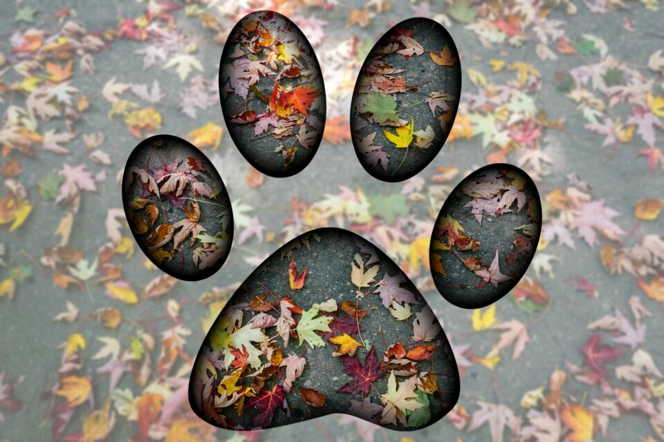 Dog pata Free illustrations