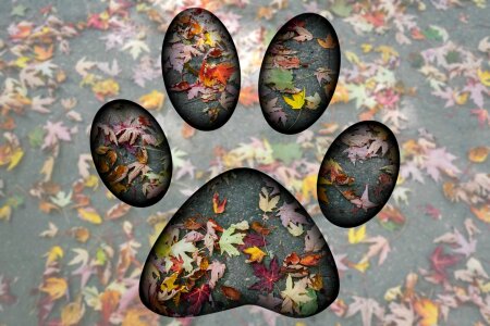 Dog pata Free illustrations