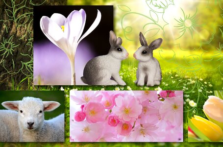 Lamb sun cherry blossom