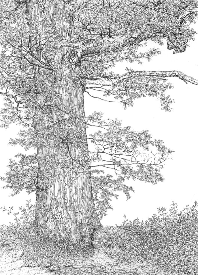 Oak drawing Free illustrations