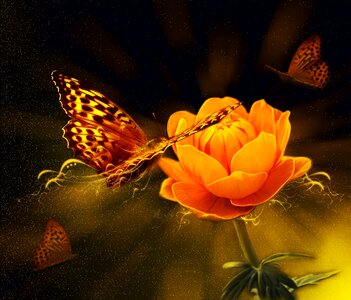 Butterfly nature fantasy