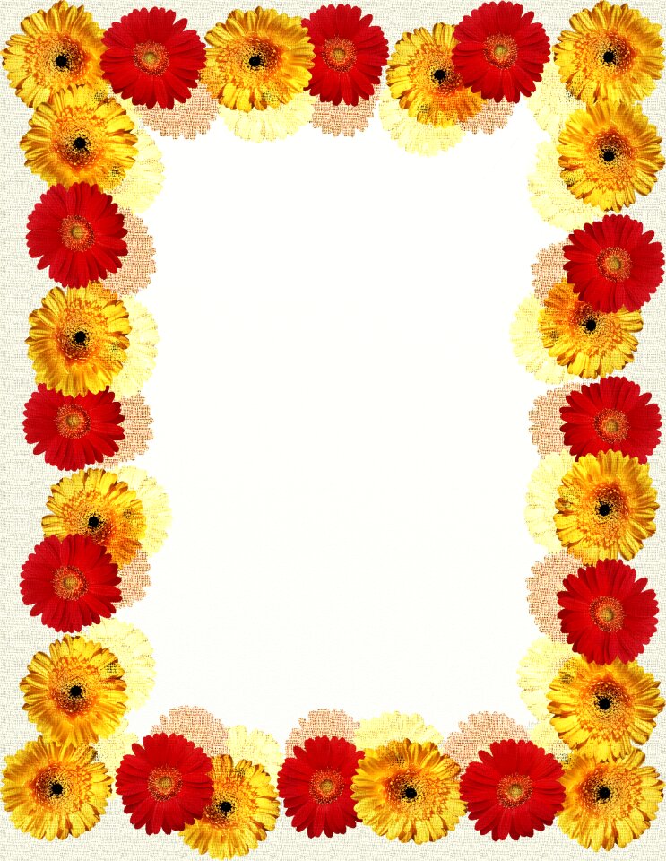 Red yellow margaret