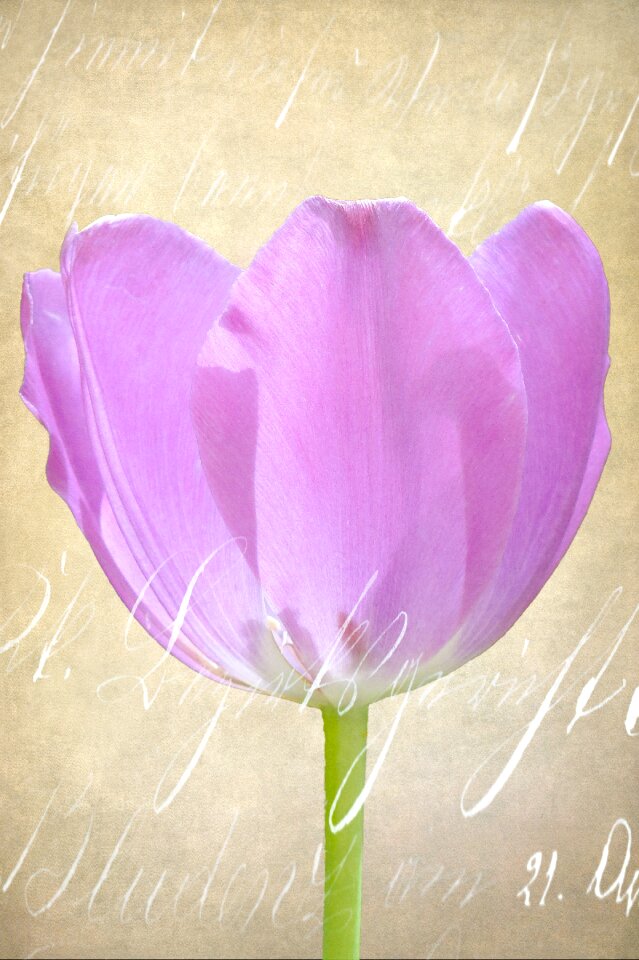Tender blossom bloom