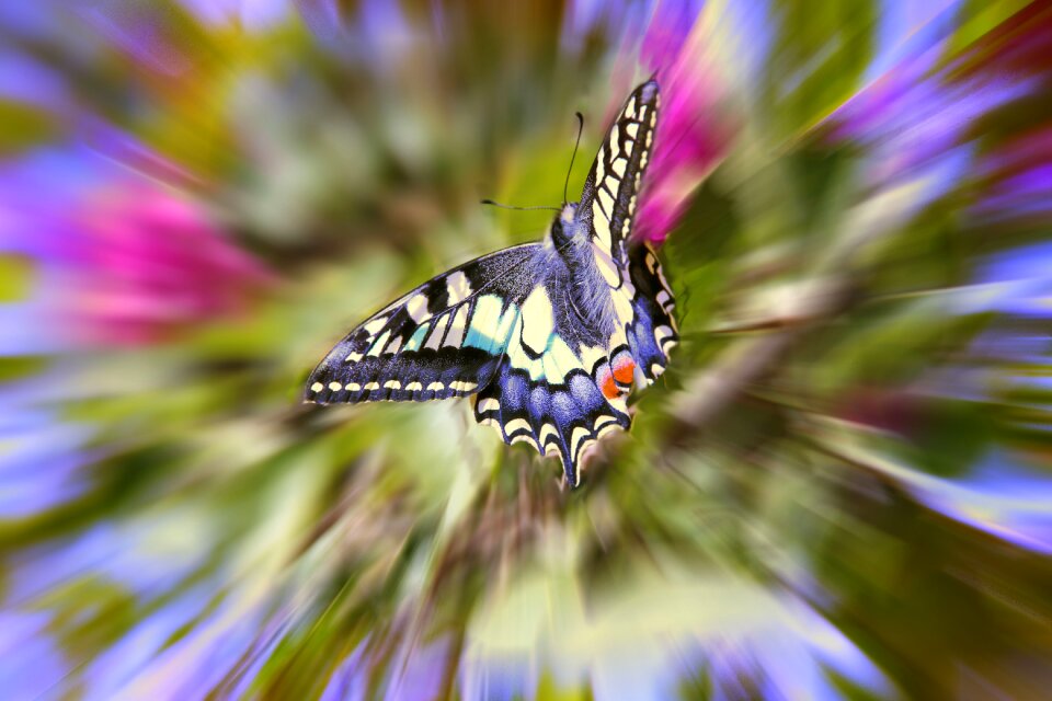 Color garden Free illustrations