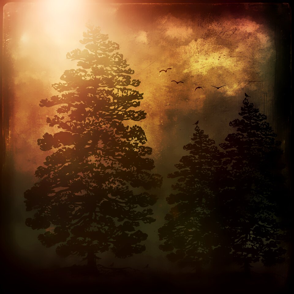 Conifer forest dark