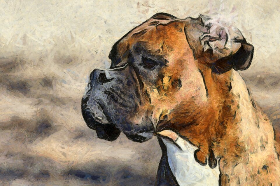 Pet doggy breed
