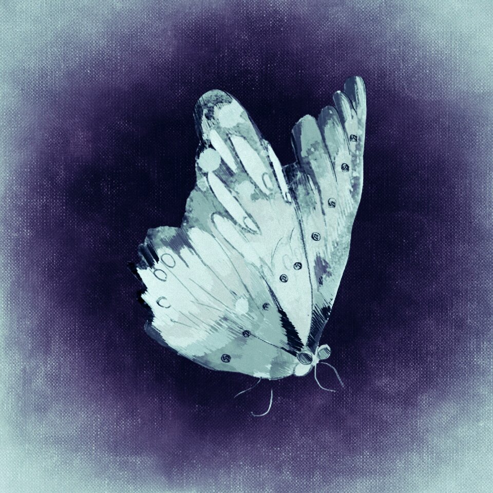 Flying wing Free illustrations