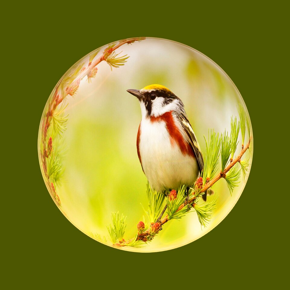 Branch ball Free illustrations