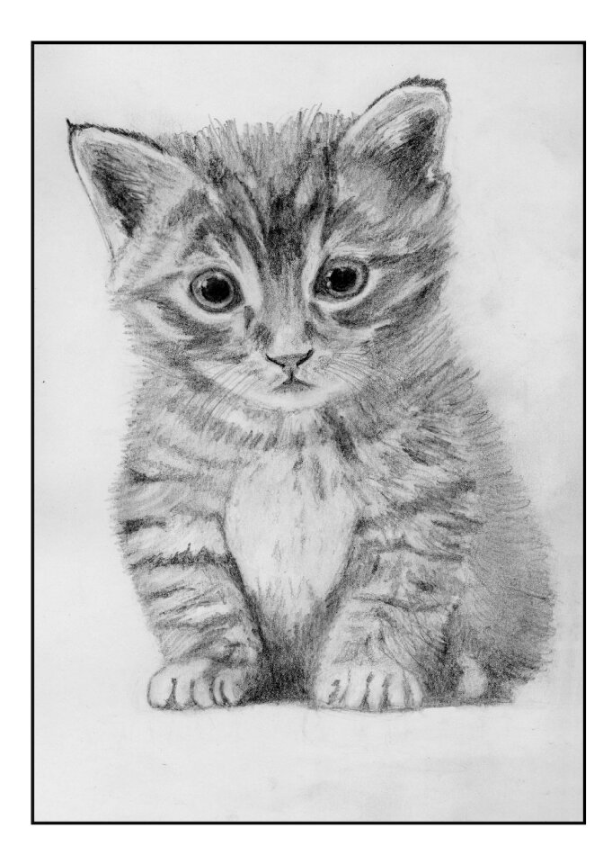 Pencil illustration animal