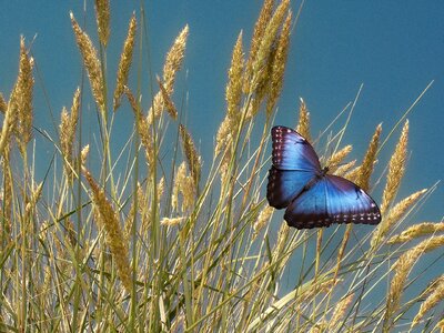 Butterfly cornfield summer