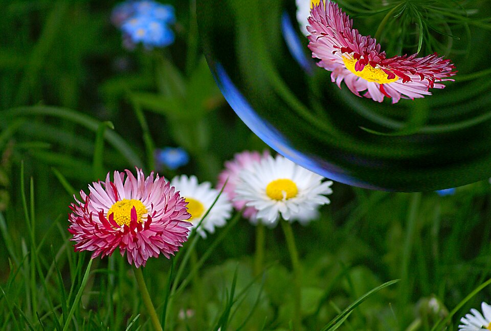Distortion flowers daisy