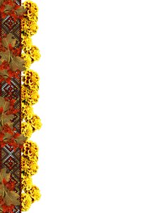 Marigolds flowers Free illustrations