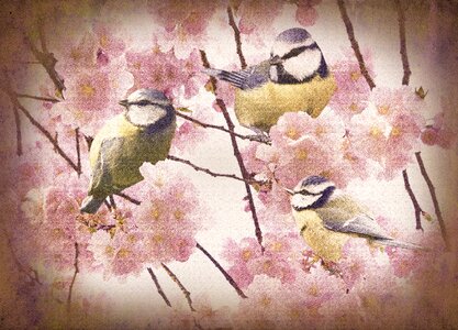 Cherry flowers blue tit Free illustrations