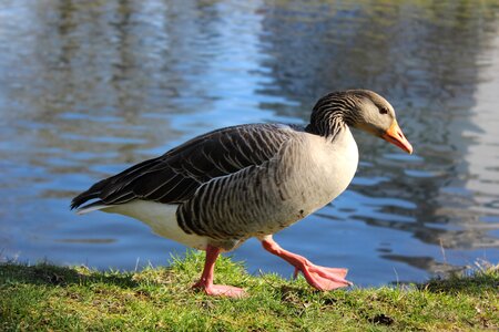 River lake animal