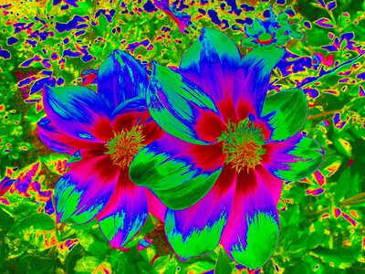 Blossom bloom plant