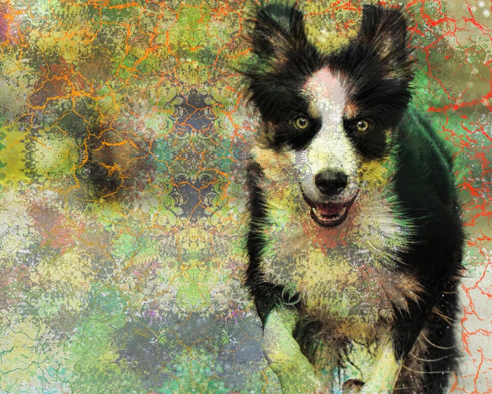 Canine active action