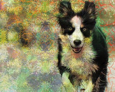 Canine active action