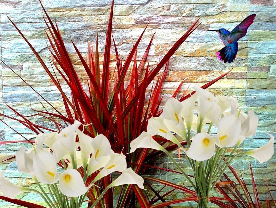Foliage beija flor nature