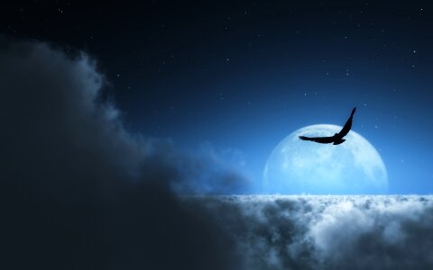 Bird at night Free illustrations