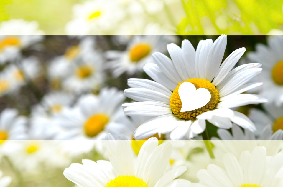 Daisies heart blossom