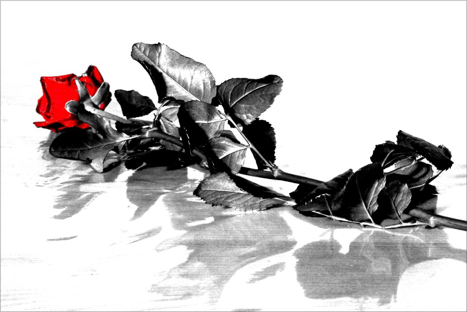 Red passion valentine's day