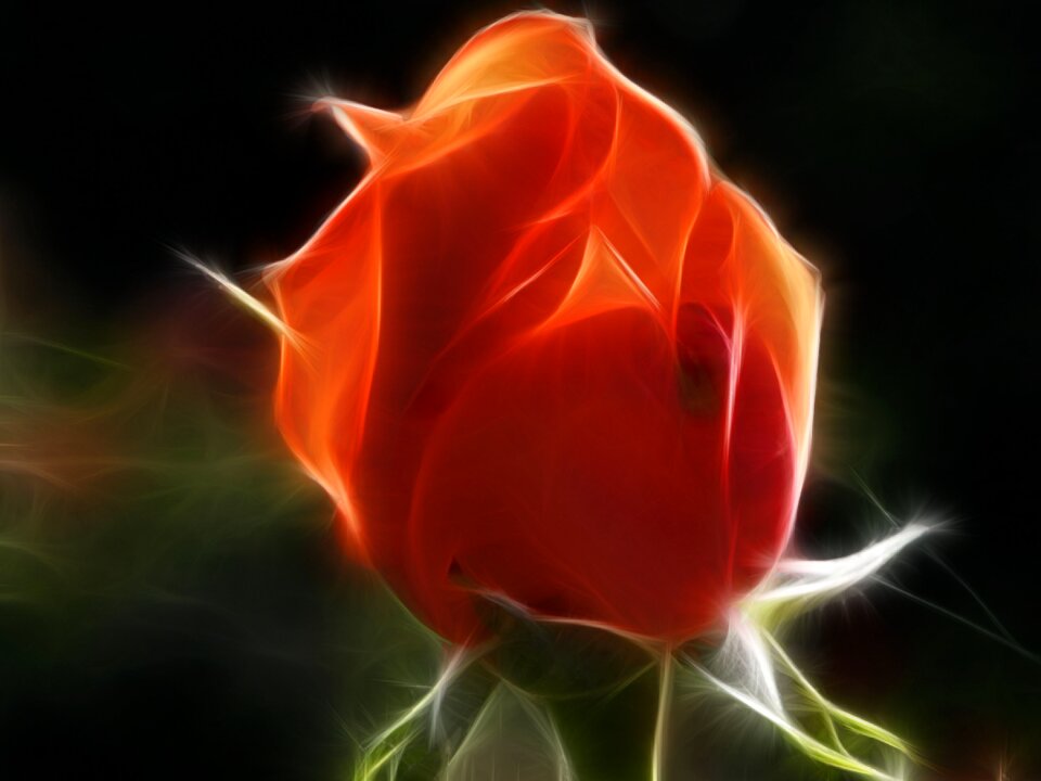 Beautiful orange Free illustrations