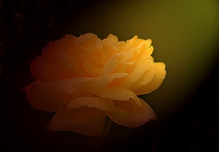 Yellow petals Free illustrations