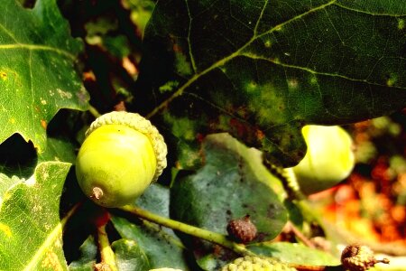 Leaves nature oak fruit