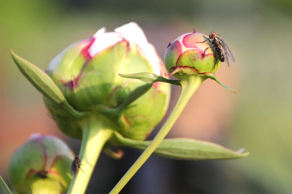 Nature moscow bud