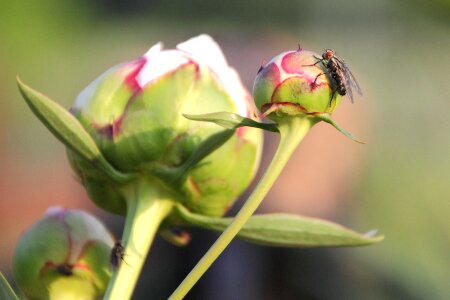 Nature moscow bud
