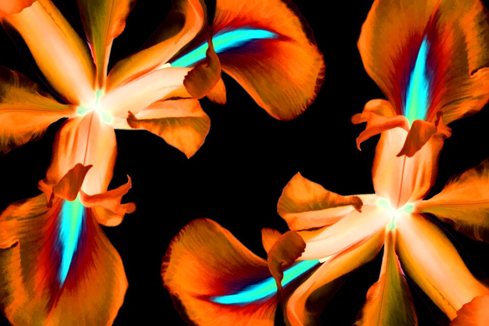 Floral spring plant