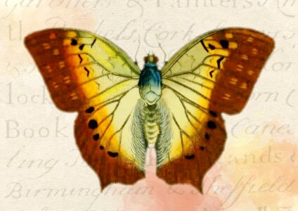 Drawing butterfly background nature