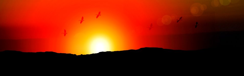 Birds sunset sun