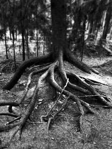 Forest coniferous tree bark