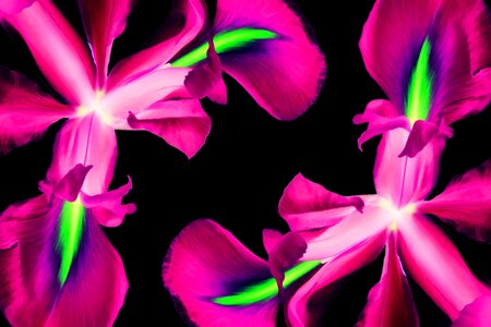 Pink purple floral
