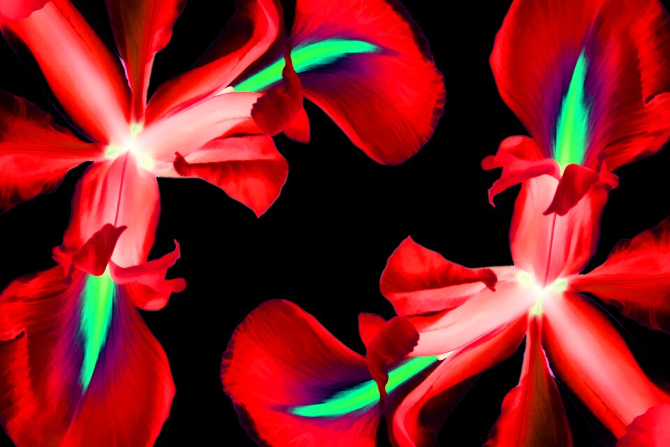 Nature floral spring