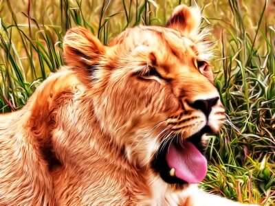 Cat animals pet