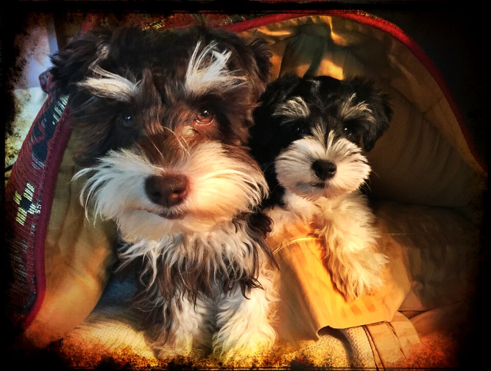 Little dogs cute