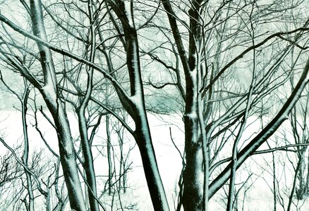 Winter trees cold frozen