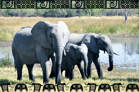 Watering hole summer nature