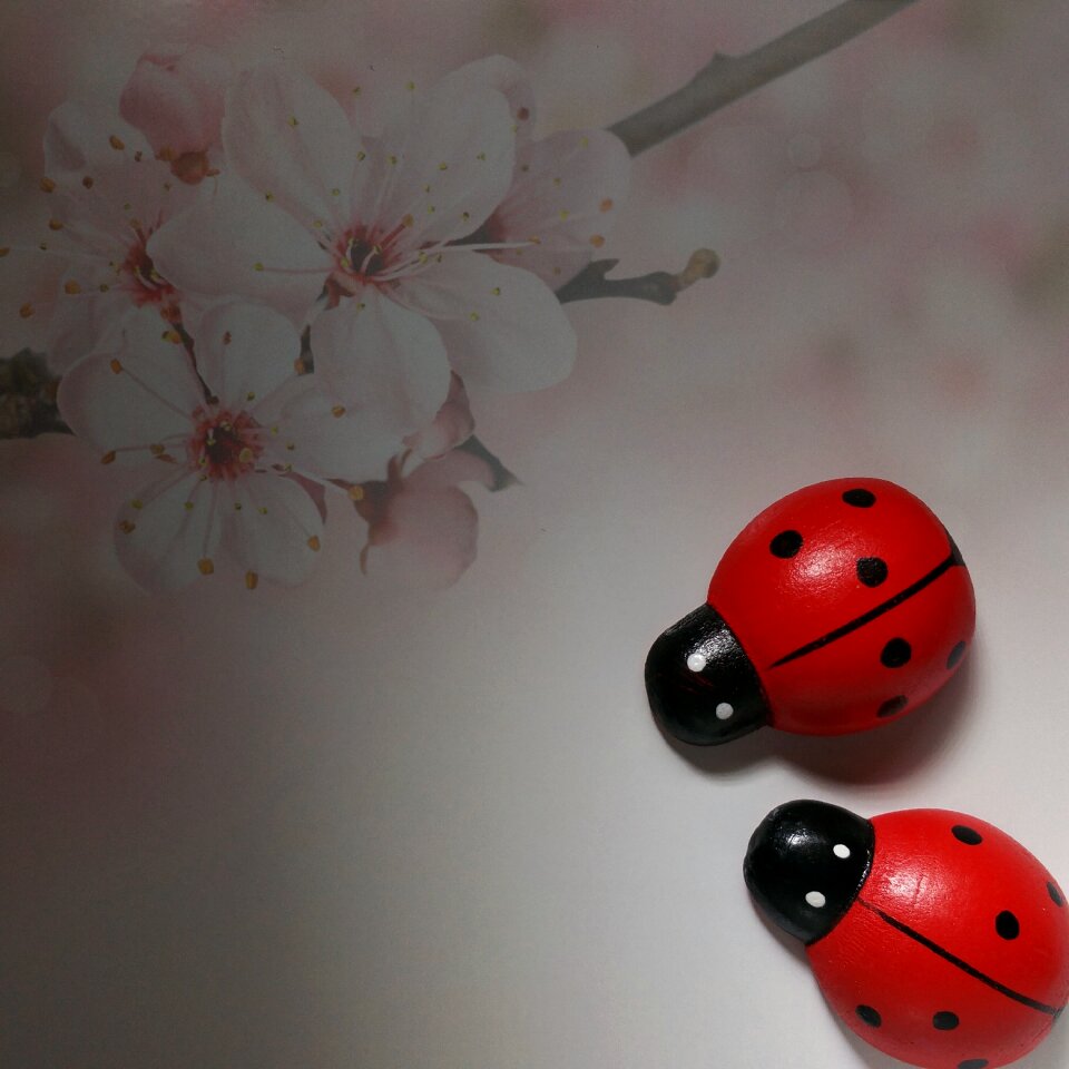Insect nature lucky ladybug
