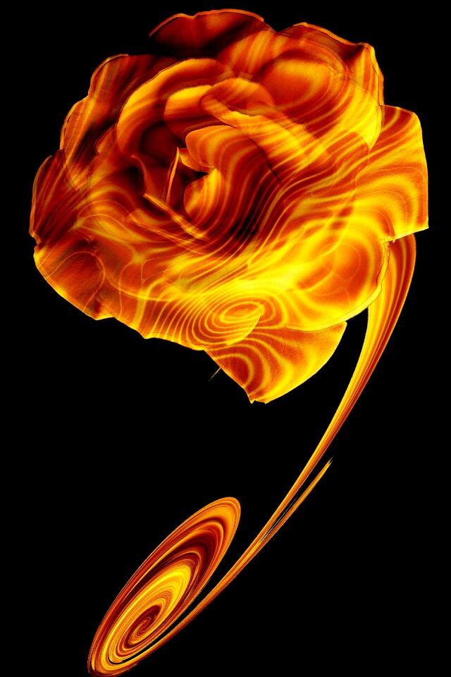 Flower flowers Free illustrations