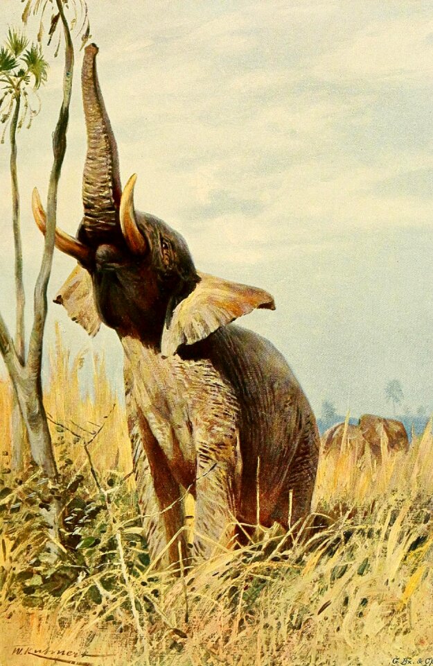 African elephant elephant Free illustrations