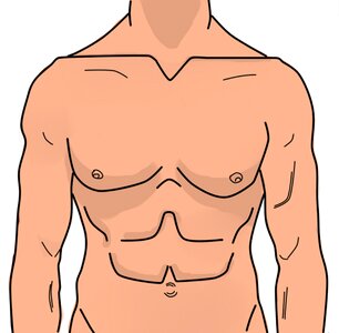 Abdomen illustration Free illustrations